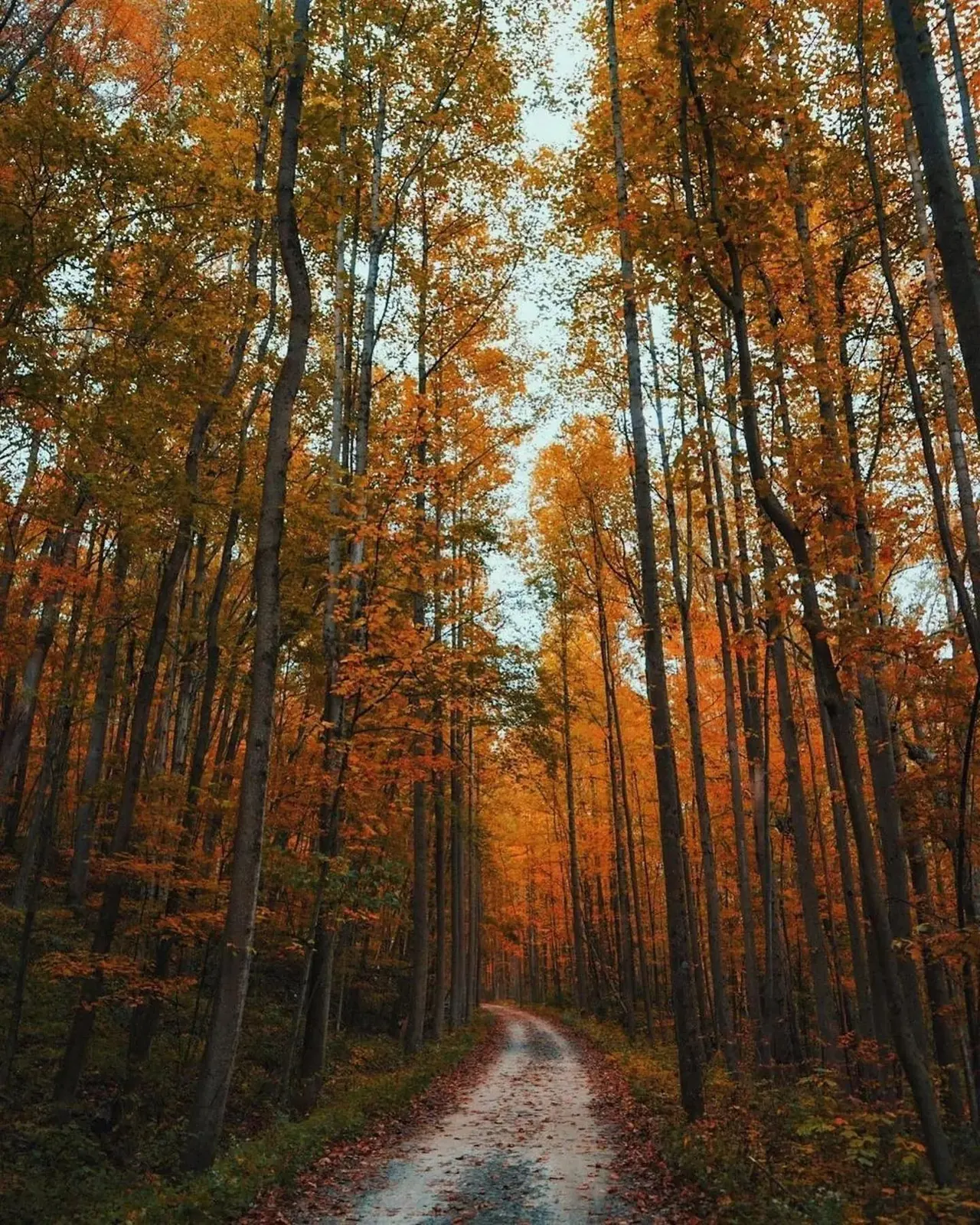 An autumn view along the Great Allegheny Passage in Ohiopyle