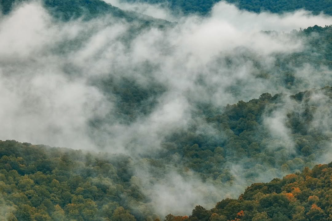 Tharp Knob